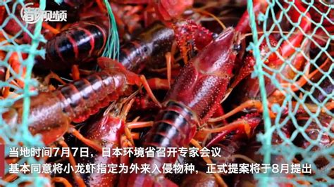 日本将放生小龙虾