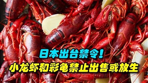 日本禁止小龙虾出售与放生
