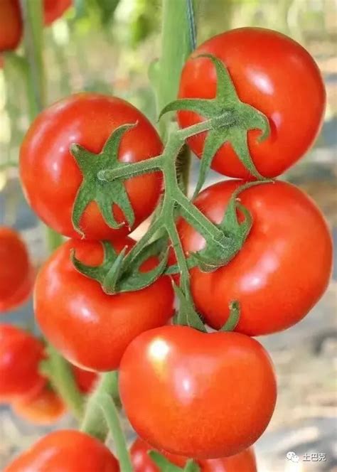 早春露地西红柿种植技术全过程
