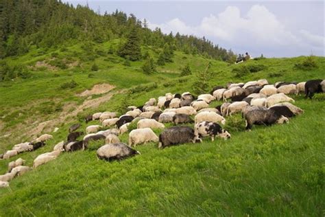 早晨梦见很多羊
