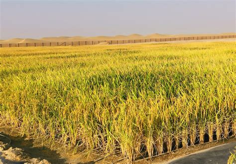 旱地稻谷高产栽培技术