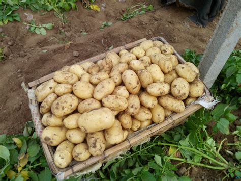 春季种植土豆如何催芽呢