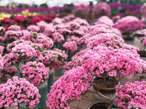 春节盆栽花卉品种