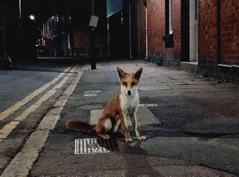 晚上村里路边发现狐狸