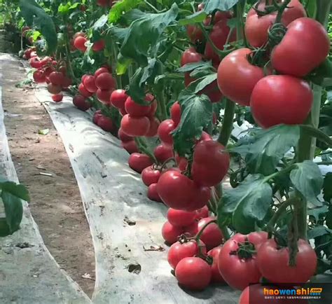 普罗旺斯西红柿适合露地栽培吗