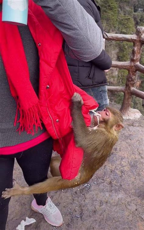 景区游客正在喂猴子腿部突然被咬