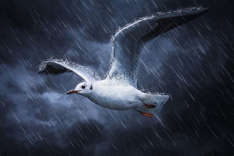 暴风雨中的白鸟
