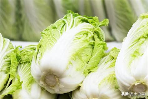 最便宜的白菜批发多少钱一斤