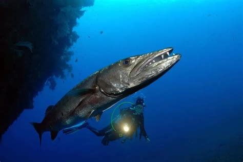 最大海狼鱼有多大