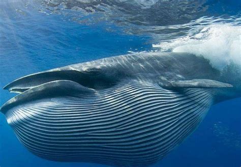 最大鲸鱼