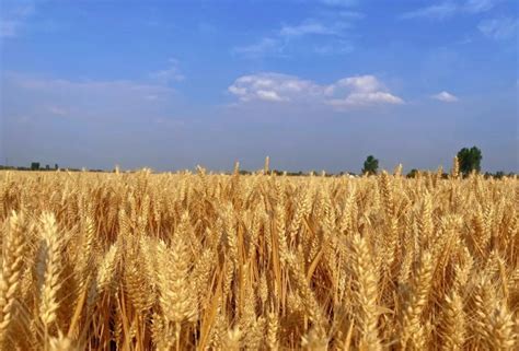 最新商丘小麦今日行情多少钱一斤