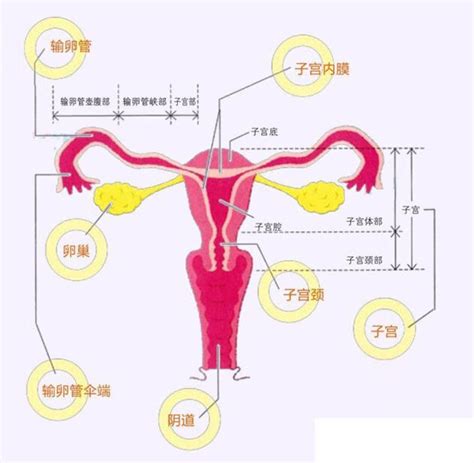 月经周期长的容易怀孕吗