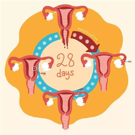 月经正常就代表容易怀孕吗