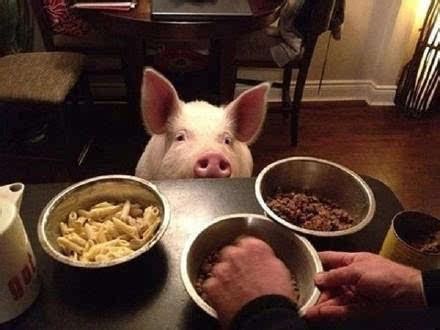 朋友圈猪吃饭整人照片