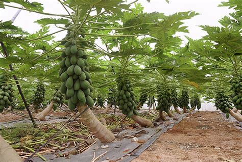 木瓜种植技术和管理