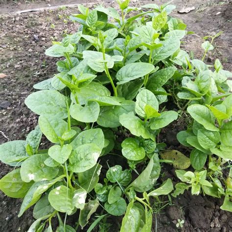 木耳菜种子种植方法