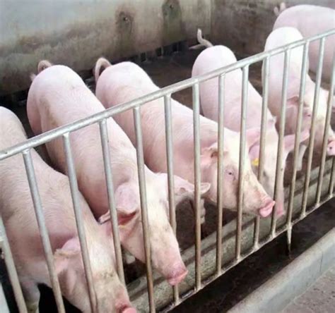 机构预计12月猪价涨幅有限