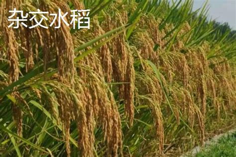 杂交水稻与常规水稻有什么区别
