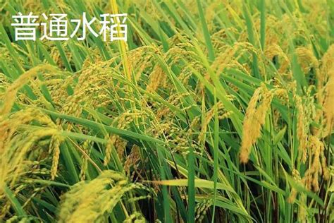 杂交水稻和普通水稻分别介绍