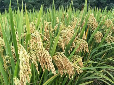 杂交水稻的亩产