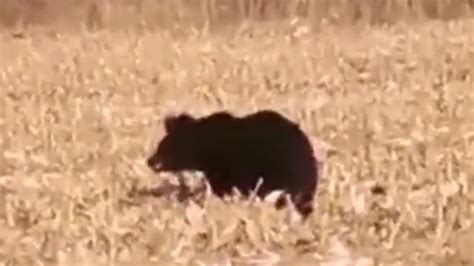 村民发现野生黑熊