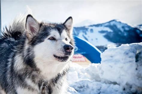 极地雪橇犬