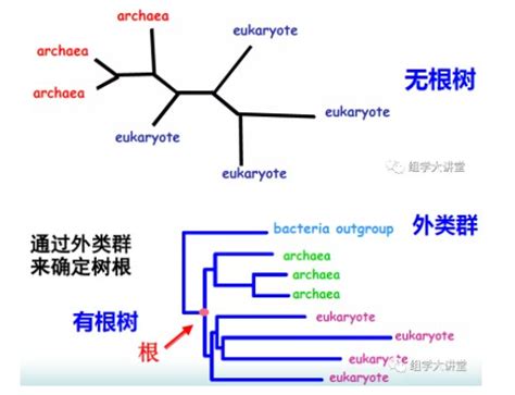 构建分子进化树详细步骤
