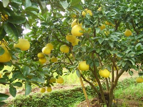 柚子树能种院子吗