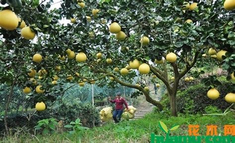 柚子种植条件和栽培技术
