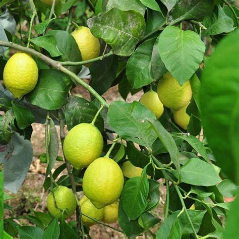 柠檬的种植和管理