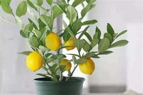 柠檬盆栽的养殖方法