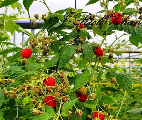 树莓的种植技术