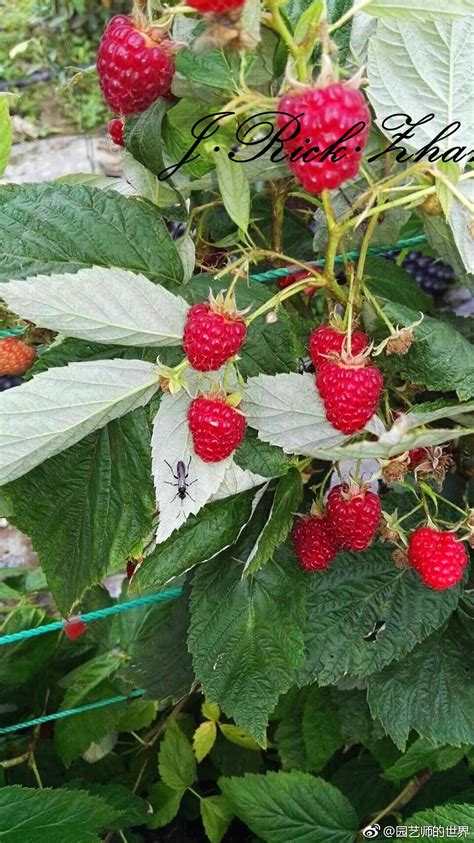 树莓种植禁忌