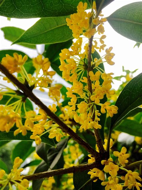 桂花树开黄花是什么品种