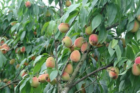 桃子的栽培技术