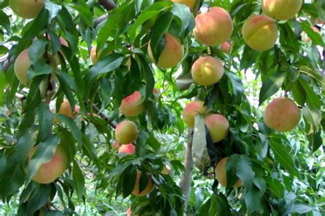 桃子的种植方法及管理