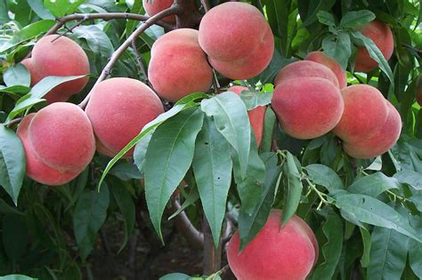 桃子种植技术要求