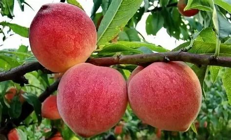 桃子种植时间与方法