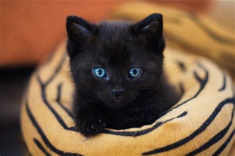梦到一群黑猫