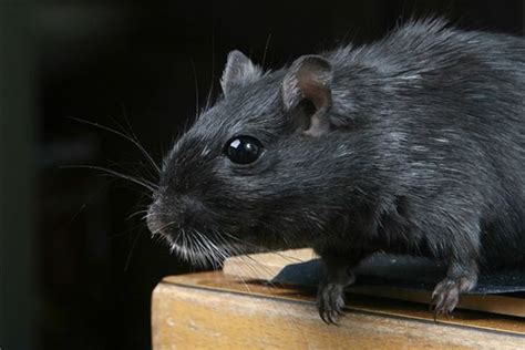 梦到很多黑老鼠是什么意思