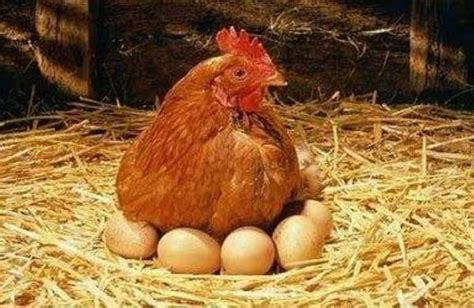 梦到鸡下蛋