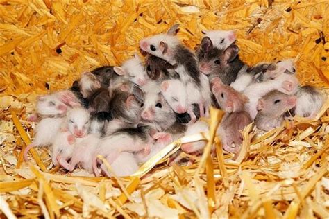 梦见一堆老鼠崽子