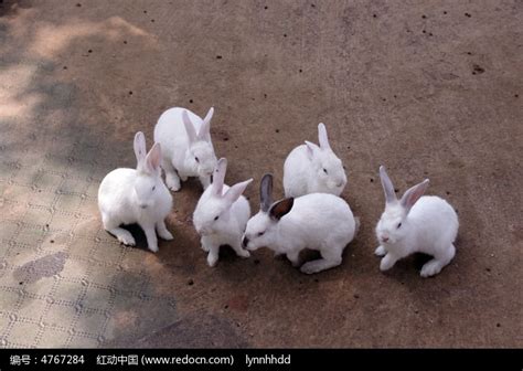 梦见一群小白兔