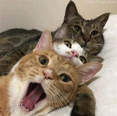 梦见三只猫
