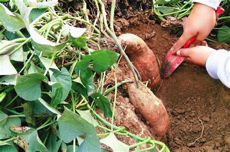 梦见去地里挖红薯是什么意思