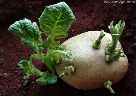 梦见发芽的土豆周公解梦