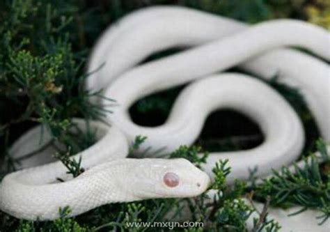 梦见大白蛇是什么预兆
