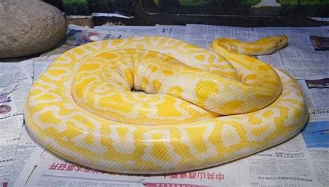 梦见大蟒蛇是黄色和黑色