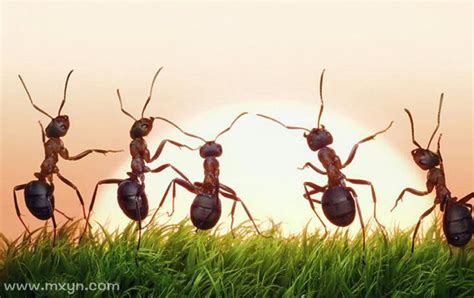 梦见好多蚂蚁是什么征兆