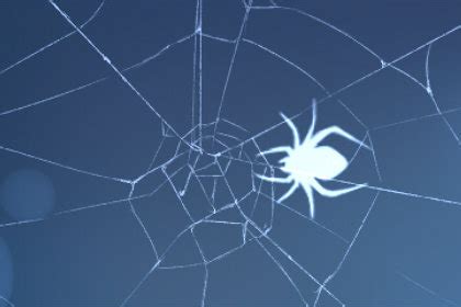 梦见好多蜘蛛网被自己弄下来